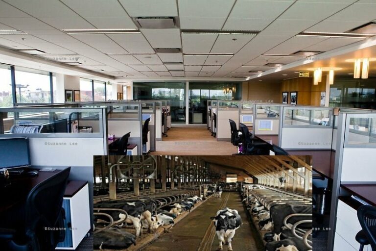 IBM Work Environment